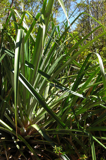 Greigia sphacelata