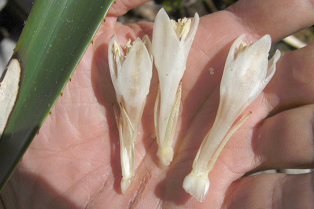 Greigia sphacelata