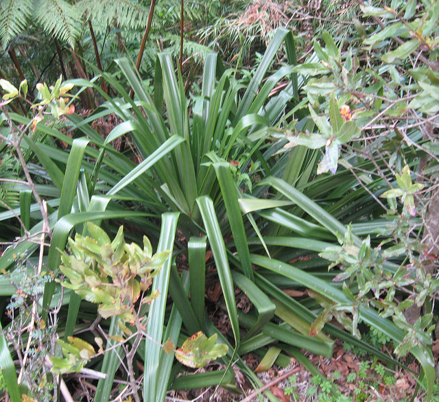 Greigia sphacelata (Greigia sphacelata)