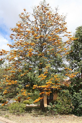 Grevillea robusta
