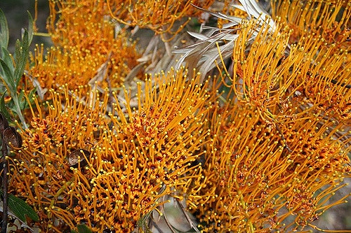 Grevillea robusta