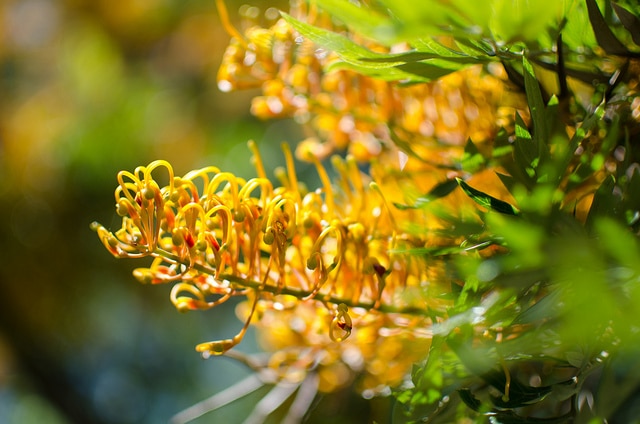 Grevillea robusta