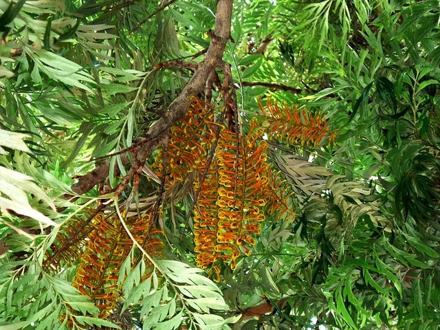 Grevillea robusta