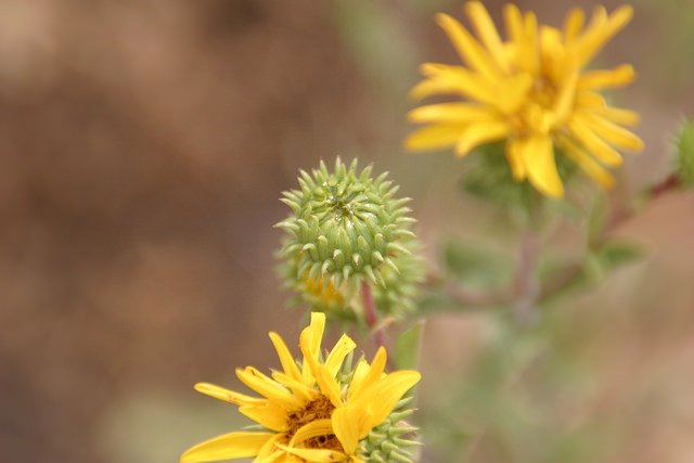 Grindelia camporum