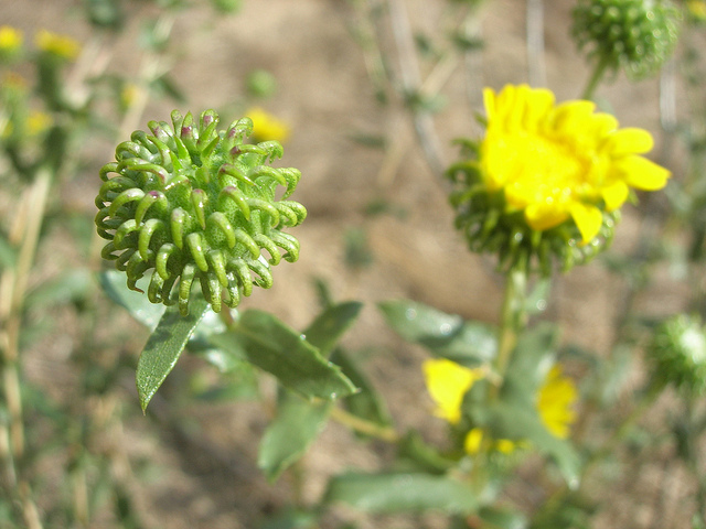 Grindelia camporum