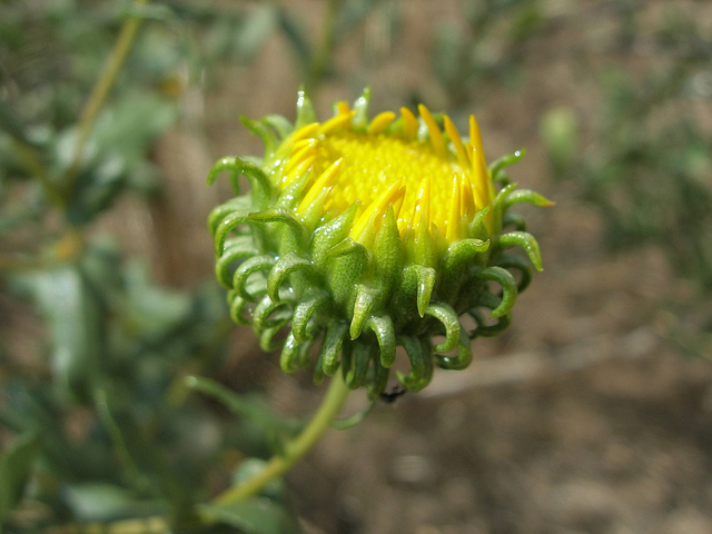 Grindelia camporum