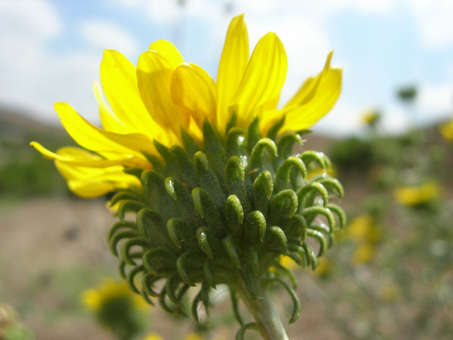 Grindelia camporum