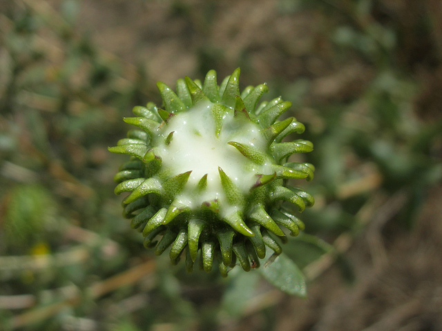 Grindelia camporum