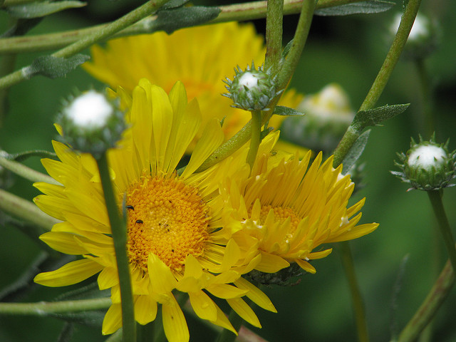 Grindelia chiloensis (Grindelia chiloensis)