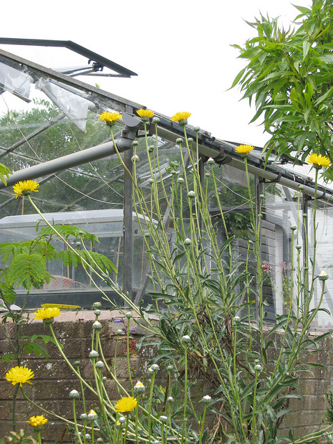 Grindelia chiloensis