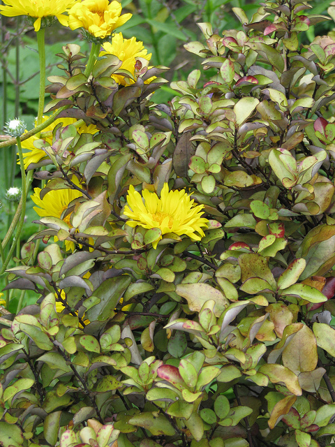 Grindelia chiloensis