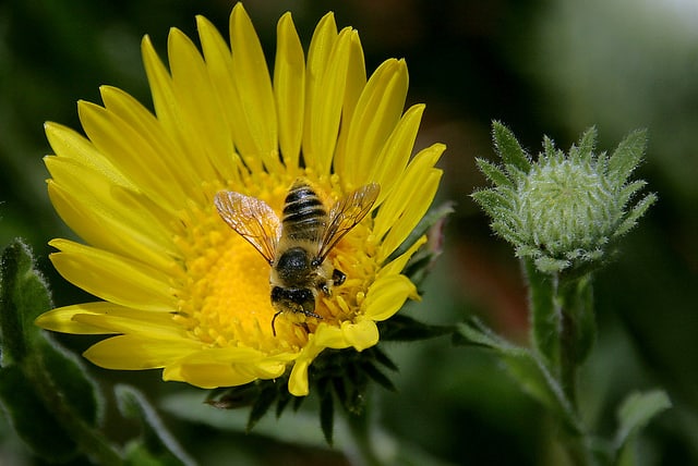 Grindelia hirsutula