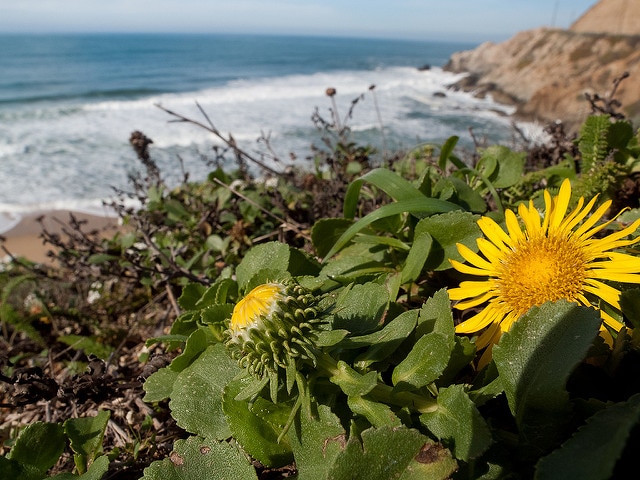 Grindelia hirsutula