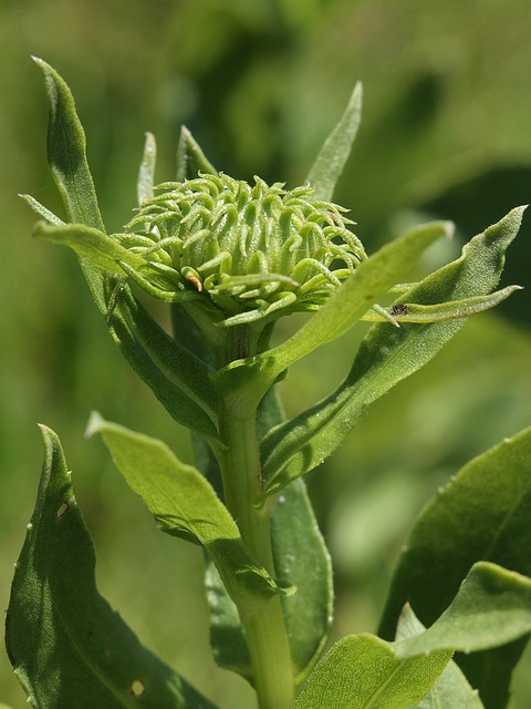 Grindelia hirsutula