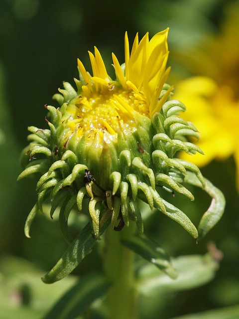 Grindelia hirsutula