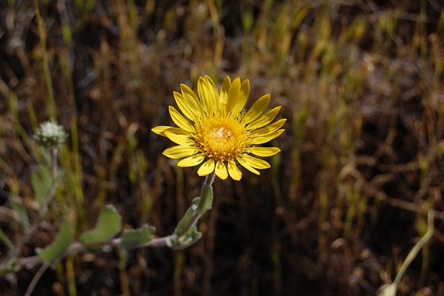 Grindelia hirsutula