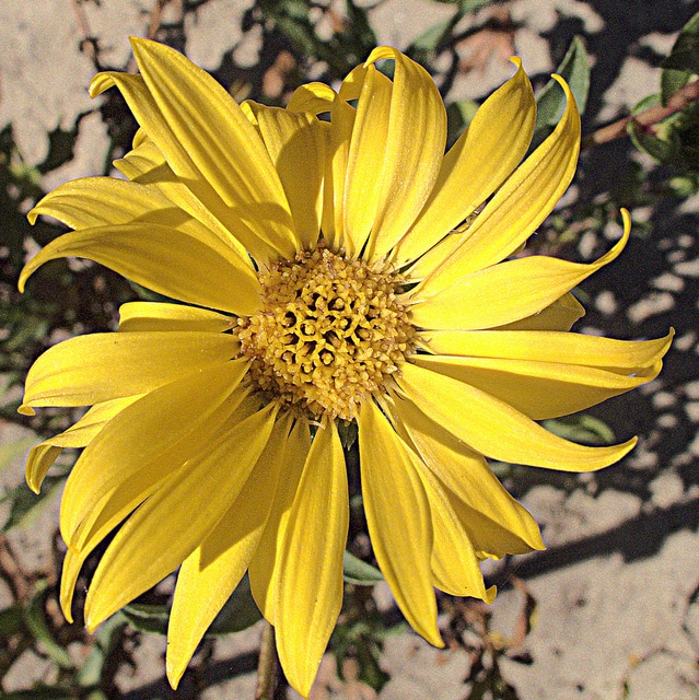 Grindelia hirsutula