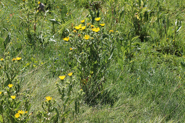Grindelia integrifolia