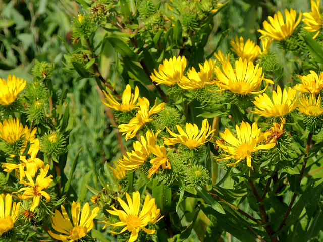 Grindelia integrifolia