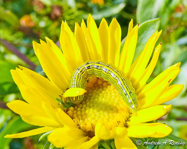 Grindelia integrifolia