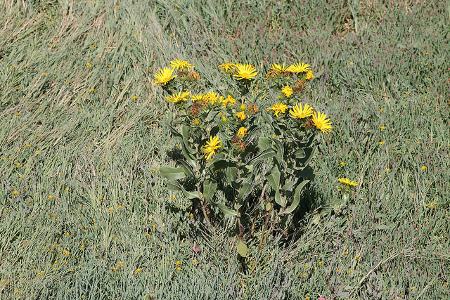 Grindelia integrifolia (Grindelia integrifolia)