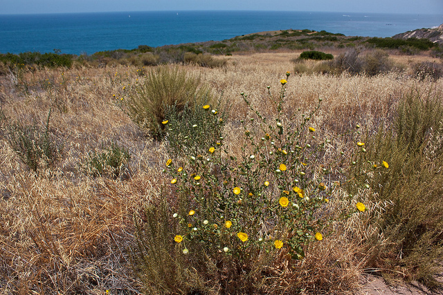 Grindelia robusta
