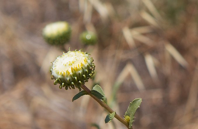 Grindelia robusta