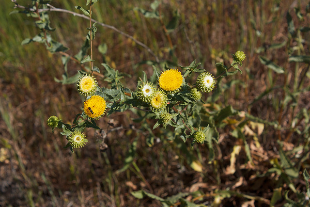 Grindelia robusta