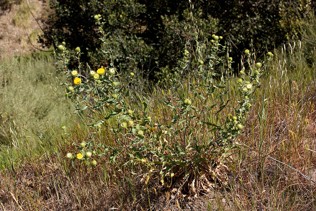 Grindelia robusta