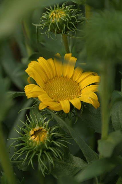 Grindelia robusta