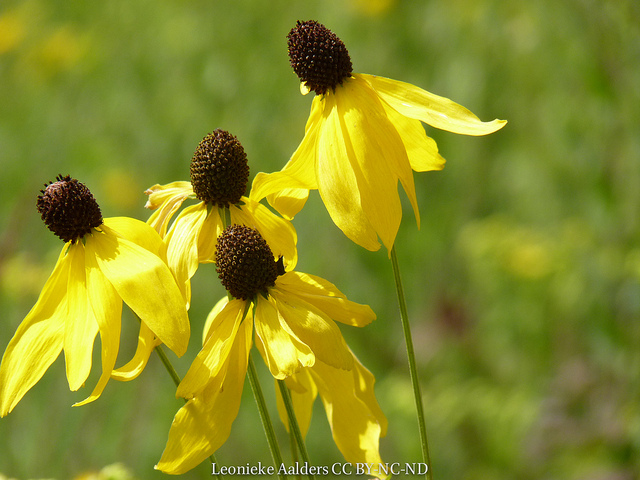 Grindelia robusta
