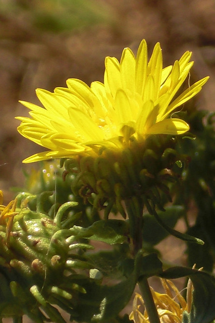 Grindelia squarrosa