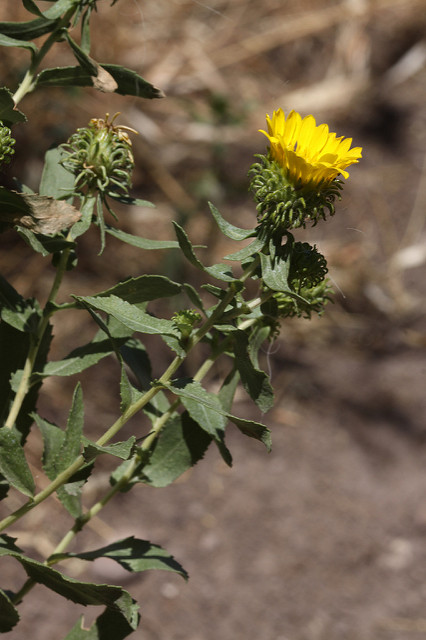 Grindelia squarrosa