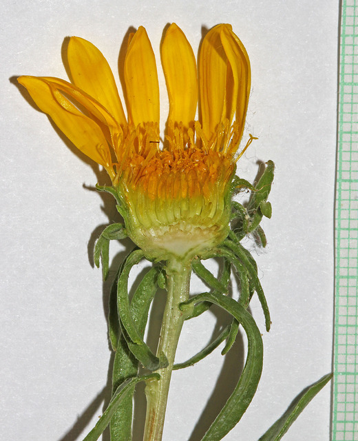 Grindelia squarrosa