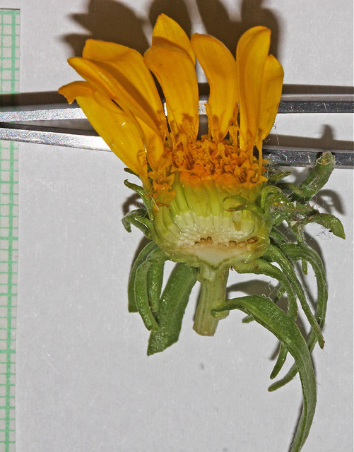 Grindelia squarrosa