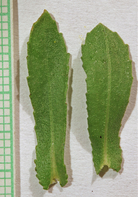 Grindelia squarrosa