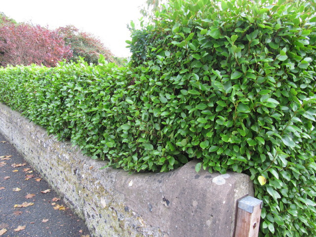 Grisélinie du littoral (Griselinia littoralis)