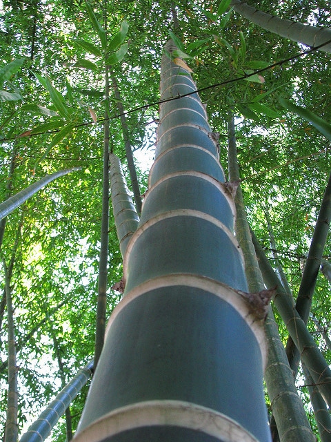Guadua angustifolia
