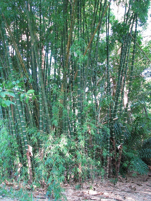 Guadua angustifolia