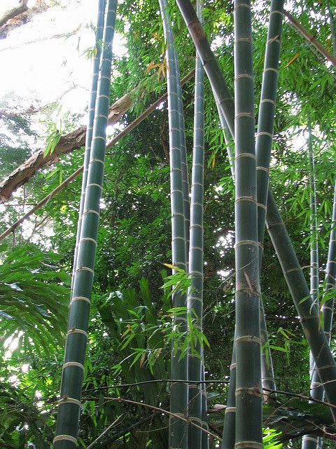 Guadua angustifolia