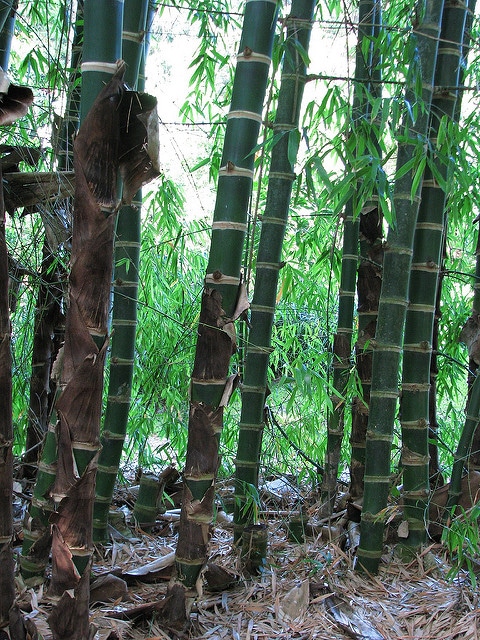 Guadua angustifolia