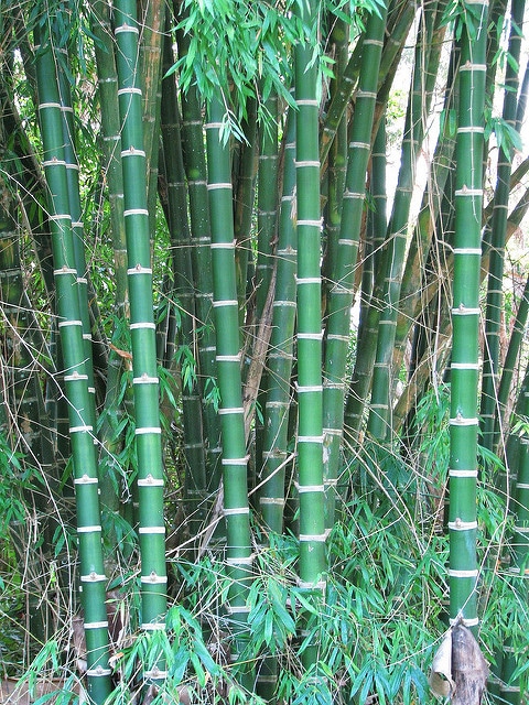 Guadua angustifolia