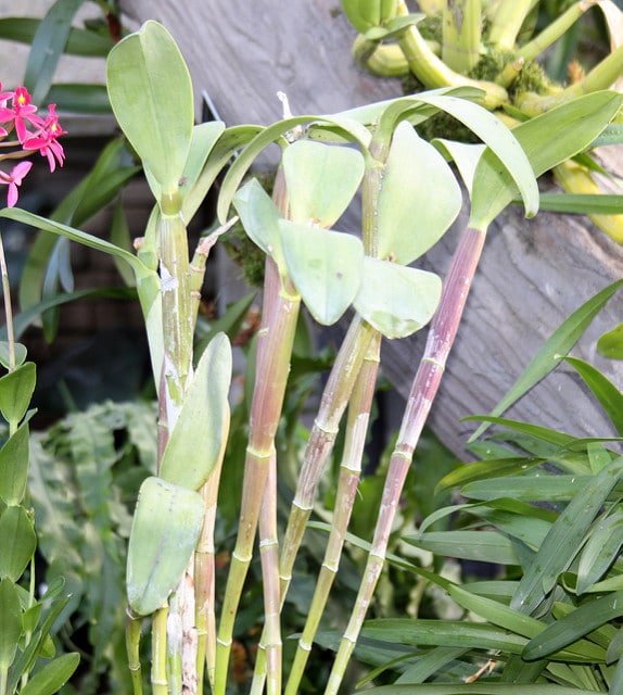 Guarianthe bowringiana (Guarianthe bowringiana)