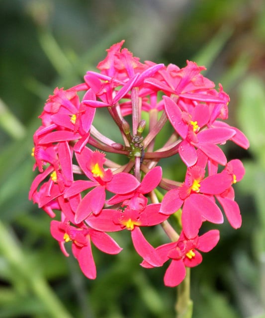 Guarianthe bowringiana