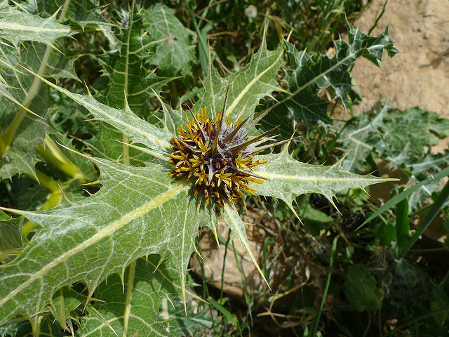 Gundelia tournefortii (Gundelia tournefortii)