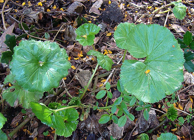 Gunnère de magellan (Gunnera magellanica)