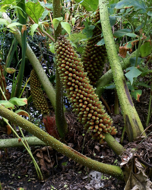 Rhubarbe géante