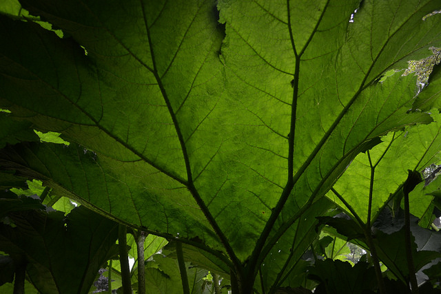 Rhubarbe géante
