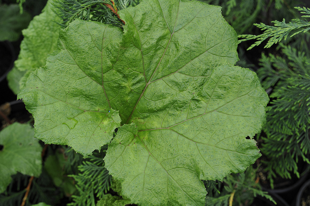 Rhubarbe géante