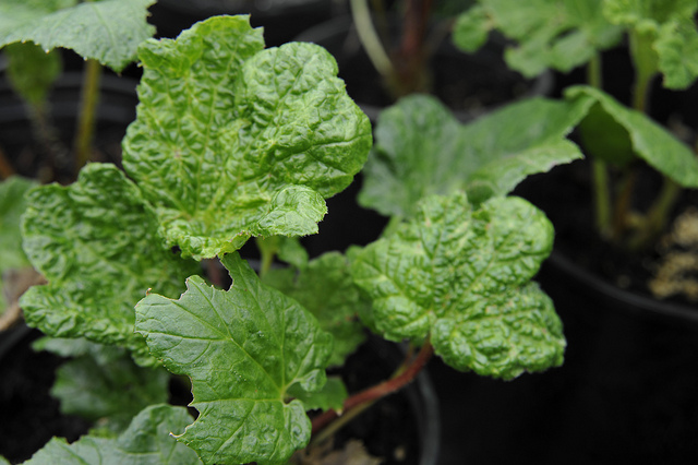 Rhubarbe géante